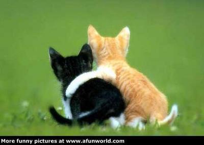 the  best  friend